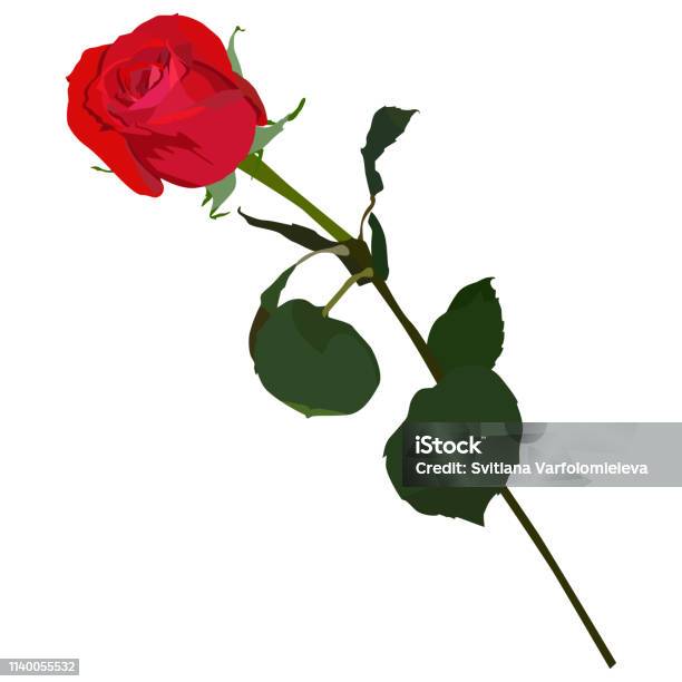 Blooming Red Rose Vector Flat Isolated Illustration Stock Illustration - Download Image Now