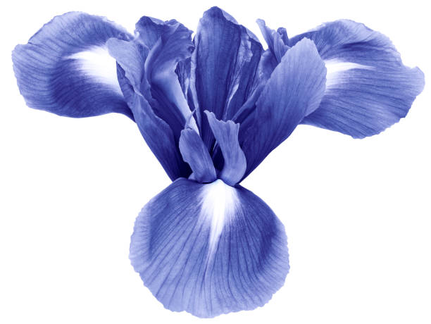istock light blue  iris flower, white isolated background with clipping path.   Closeup.  no shadows.   For design.  Nature. 1140055623