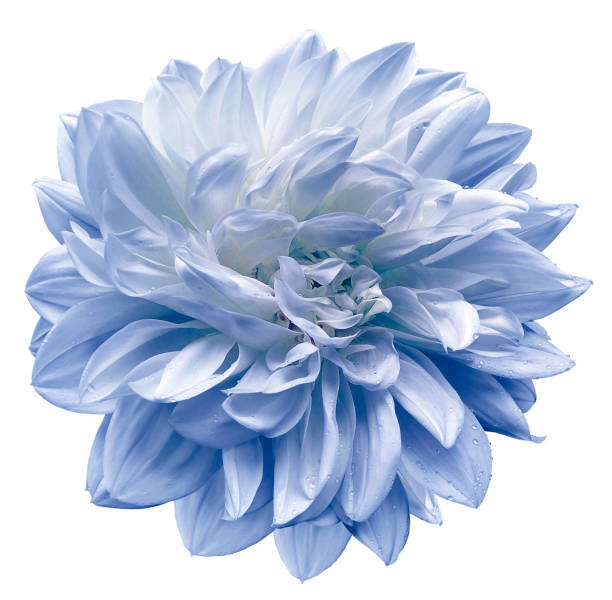 istock light blue flower  dahlia on white isolated background with clipping path.  Closeup. For design. Nature. 1140055628
