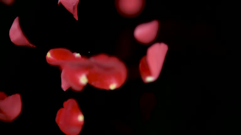 Black & Red Tinted Roses