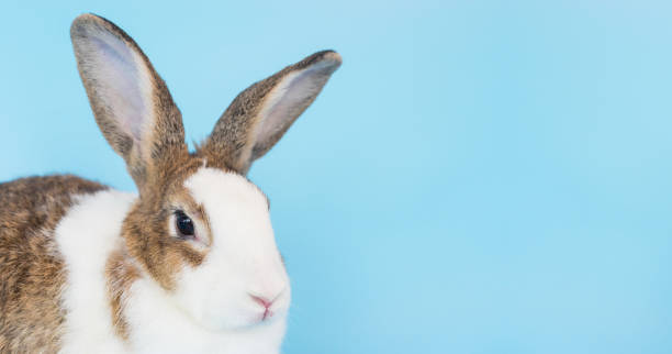 istock close up fluffy rabbit on blue background, rabbit ears set and copy space for text 1140058268