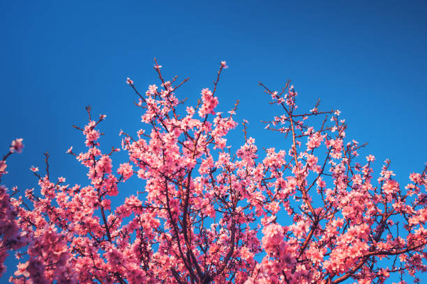 istock Cherry Blossom trees in spring and clear blue sky 1140058550