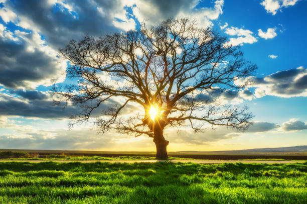 istock Big green tree in a field, dramatic clouds, sunset shot 1140058574