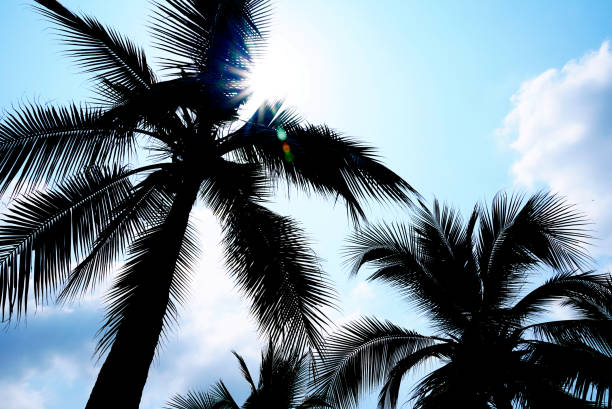 istock Silhouette coconut tree and sunny sky background,summer theme. 1140058674