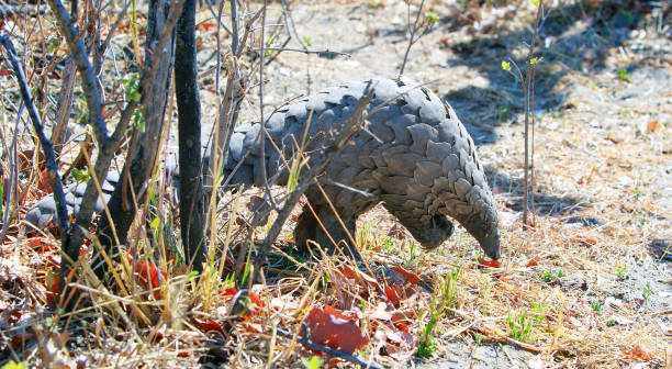 observation d’une rare pangolin sauvage marchant par derrière un arbre nu dans le parc national de hwange, zimbabwe - bare tree photos photos et images de collection