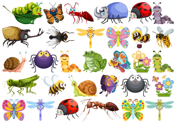 Set of insect character Set of insect character illustration spider on flower stock illustrations