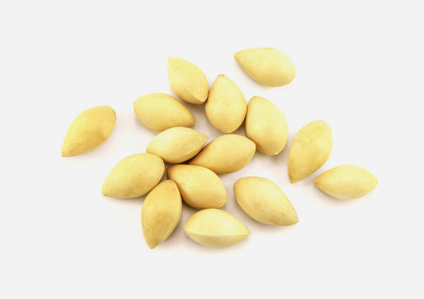 istock dry ginkgo biloba on white background 1140060920