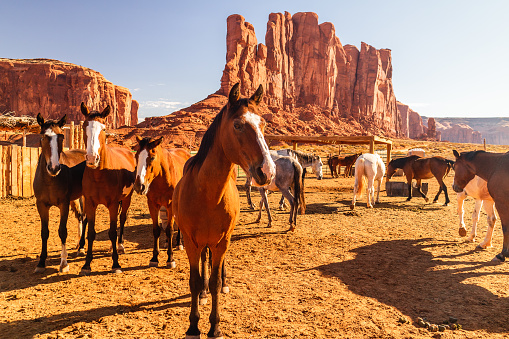 Horses in Pen in Monument Valley Navajo Tribal Park. Camel Butte and Elephant Butte in Background