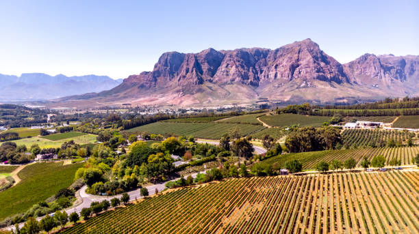 Vineyards with mountains in Stellenbosch, Cape Town, South Africa This pic shows the famous vineyards and wine farms in south africa. The image shows Vineyards with mountains on background on a sunny day in Stellenbosch. The grape farm can be seen in the pic. The pic is taken in march 2019. stellenbosch stock pictures, royalty-free photos & images