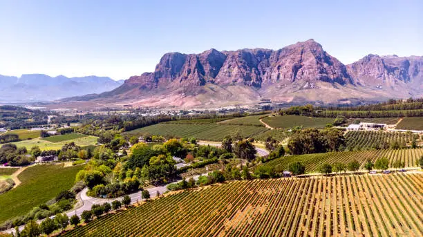 This pic shows the famous vineyards and wine farms in south africa. The image shows Vineyards with mountains on background on a sunny day in Stellenbosch. The grape farm can be seen in the pic. The pic is taken in march 2019.