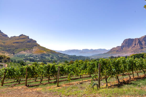 Vineyards with mountains in Stellenbosch, Cape Town, South Africa This pic shows the famous vineyards and wine farms in south africa. The image shows Vineyards with mountains on background on a sunny day in Stellenbosch. The grape farm can be seen in the pic. The pic is taken in march 2019. cape peninsula stock pictures, royalty-free photos & images