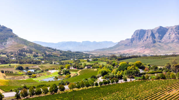 ステレンボッシュの山を持つブドウ園, ケープタウン, 南アフリカ共和国 - south africa cape town winelands constantia ストックフォトと画像