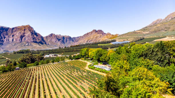 ステレンボッシュの山を持つブドウ園, ケープタウン, 南アフリカ共和国 - south africa cape town winelands constantia ストックフォトと画像