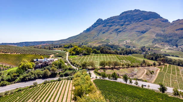 ステレンボッシュのブドウ園 - south africa cape town winelands constantia ストックフォトと画像