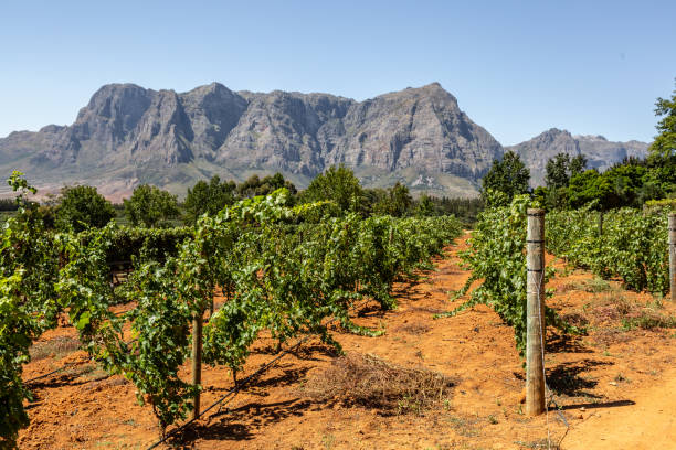 ステレンボッシュのブドウ園 - south africa cape town winelands constantia ストックフォトと画像