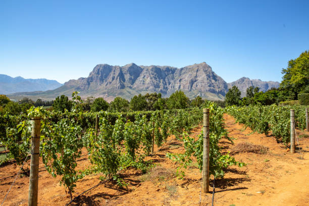 ステレンボッシュの山とブドウ畑, ケープタウン, 南アフリカ - south africa cape town winelands constantia ストックフォトと画像