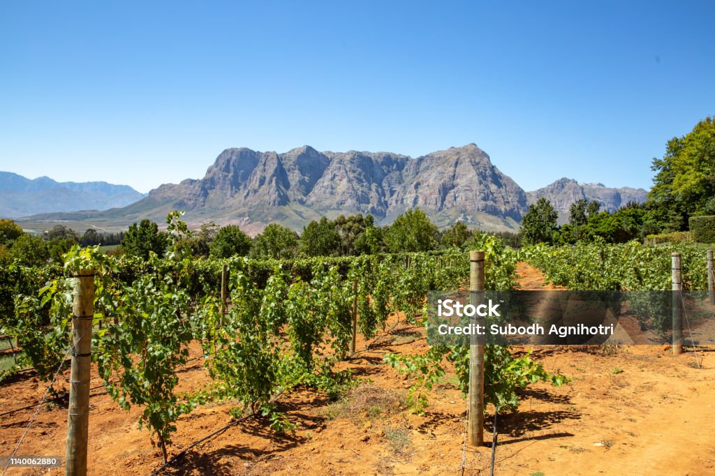 Vineyards with mountains in Stellenbosch, Cape Town, South Africa This pic shows the famous vineyards and wine farms in south africa. The image shows Vineyards with mountains on background on a sunny day in Stellenbosch. The grape farm can be seen in the pic. The pic is taken in march 2019. Constantia Stock Photo
