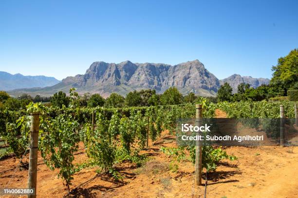 Vineyards With Mountains In Stellenbosch Cape Town South Africa Stock Photo - Download Image Now