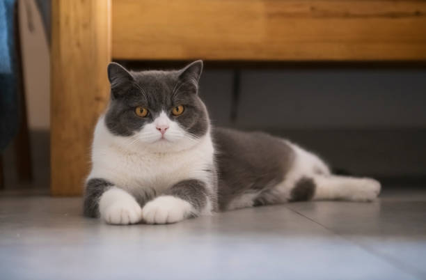istock British short-haired cat lying on the ground 1140062910