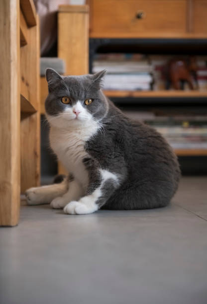 istock Cute British short-haired cat, indoor shooting 1140062914