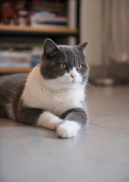 istock British short-haired cat lying on the ground 1140062920