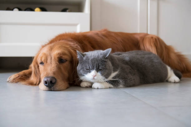 britische kurzhaarige katzen und goldhunde kommen freundschaftlich zurecht - amicably stock-fotos und bilder