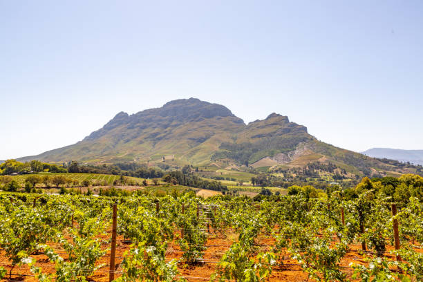 istock Stellenbosch Wine Route, South Africa. 1140063048