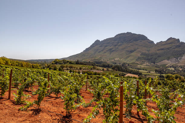 istock Panoramic  view of a winery in South Africa 1140063058