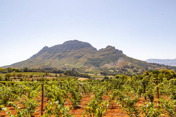 istock Panoramic  view of a winery in South Africa 1140063070