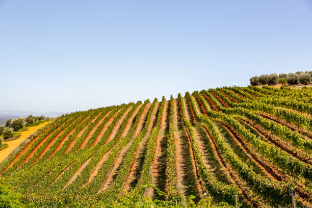 istock Stellenbosch Wine Route, South Africa. 1140063078