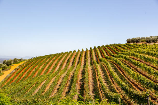 rota do vinho de stellenbosch, áfrica do sul. - south africa cape town winelands constantia - fotografias e filmes do acervo