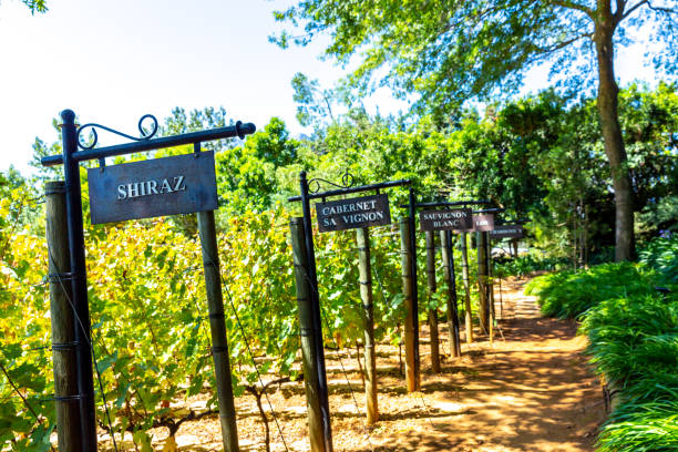 Red grapes hanging in vineyard This pic shows Red grapes hanging in wine farm. The grapes are ripe and in the pic the wine farm is seen. The pic is taken in south Africa in march 2019. stellenbosch stock pictures, royalty-free photos & images