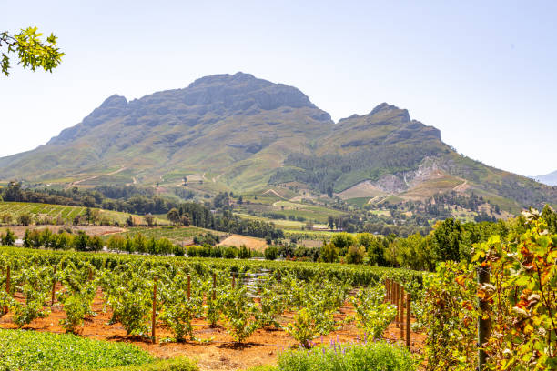 istock Stellenbosch Wine Route, South Africa. 1140063090