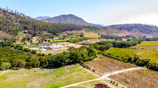 ステレンボッシュのブドウ園 - south africa cape town winelands constantia ストックフォトと画像