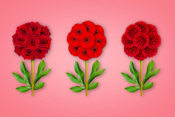 Tres Flores Fantásticas Sobre Un Fondo De Coral La Composición De Rosas Rojas Gerberas Y Peonías Objeto Artístico Minimalismo Foto de stock y más banco de imágenes de Acontecimiento - iStock Tres Flores Fantásticas Sobre Un Fondo De Coral La Composición De Rosas Rojas Gerberas Y Peonías Objeto Artístico Minimalismo Foto de stock y más banco de imágenes de Acontecimiento - iStock