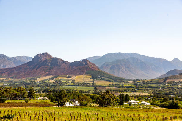istock Panoramic  view of a winery in South Africa 1140063262