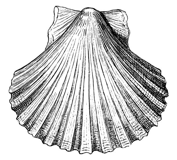 pecten opercularis kabuk deniz kabuğu conch kabuk - sarmal deniz kabuğu illüstrasyonlar stock illustrations
