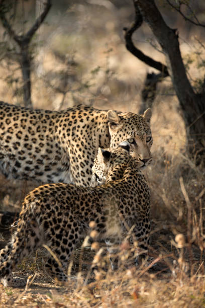 istock Mother and Cub leopard in morning sun 1140064104