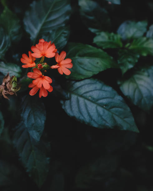 Close-up of orange flowers over dark green leaves