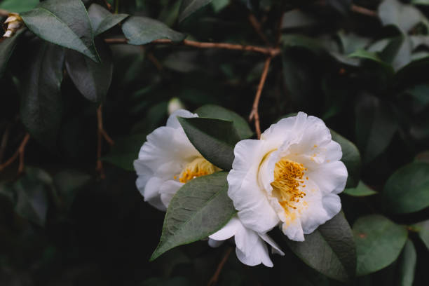 istock White camellia flowers over dark green leaves 1140064531