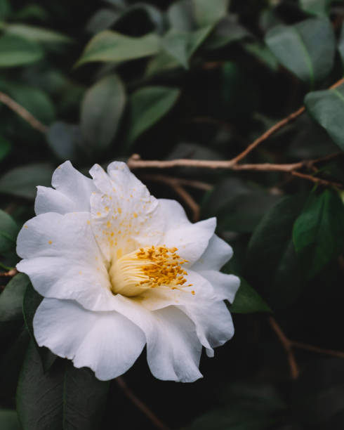 istock White camellia flower over dark green leaves 1140064536