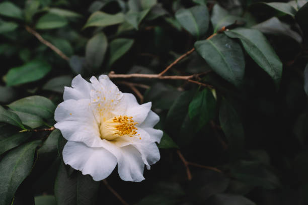 istock White camellia flower over dark green leaves 1140064540