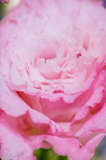 istock Beautiful pink Prairie Gentian (Eustoma) flower is blooming. 1140066280
