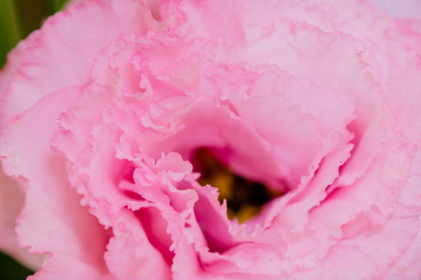 Beautiful pink Prairie Gentian (Eustoma) flower is blooming.