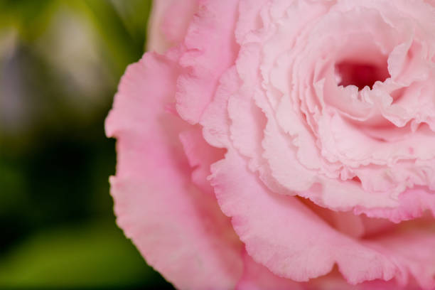 istock Beautiful pink Prairie Gentian (Eustoma) flower is blooming. 1140066302