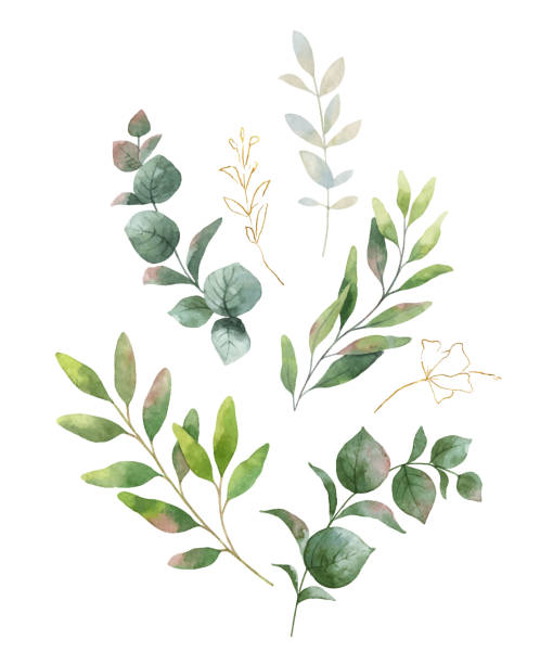 Watercolor vector wreath with green eucalyptus leaves and flowers . Watercolor vector wreath with green eucalyptus leaves and flowers . Spring or summer flowers for invitation, wedding or greeting cards. branch plant part illustrations stock illustrations