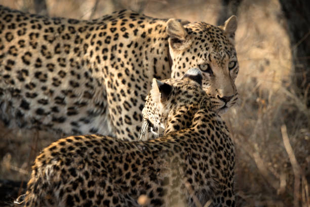 istock Mother and Cub leopard in morning sun 1140070665