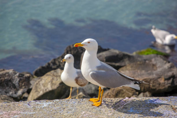 istock Close-Up Of Seagull On Beach 1140072237
