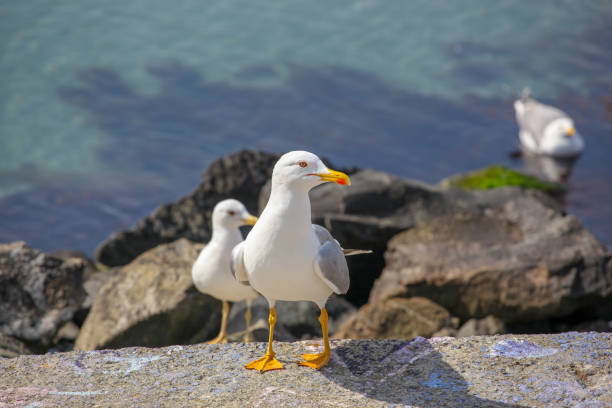 istock Close-Up Of Seagull On Beach 1140072251