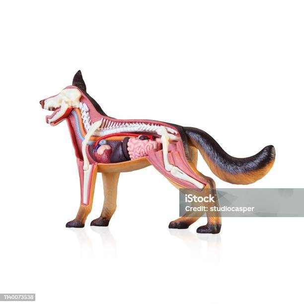 Anatomy Of A Dog Stock Photo - Download Image Now - Anatomy, Dog, Animal